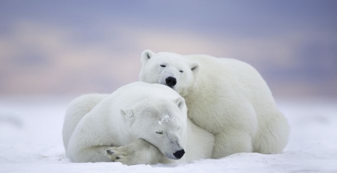 Polar bear, cold snow, relaxed, pair wallpaper