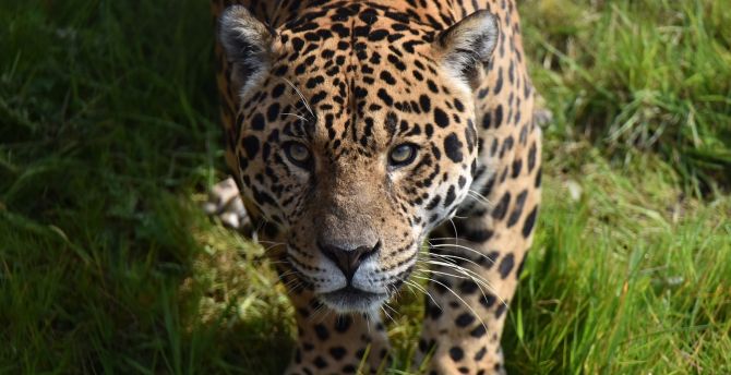 Predator, Jaguar, wild animal wallpaper
