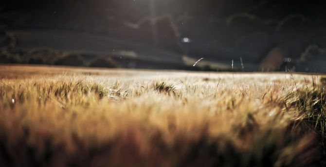 Wheat farm, landscape, golden and blur, nature wallpaper