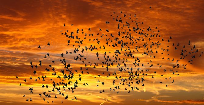 Sunset, birds, sky wallpaper