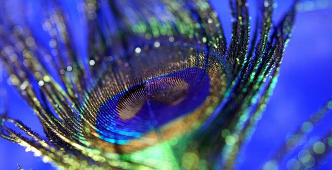 Peacock, plumage, feather, colorful, close up, bokeh wallpaper