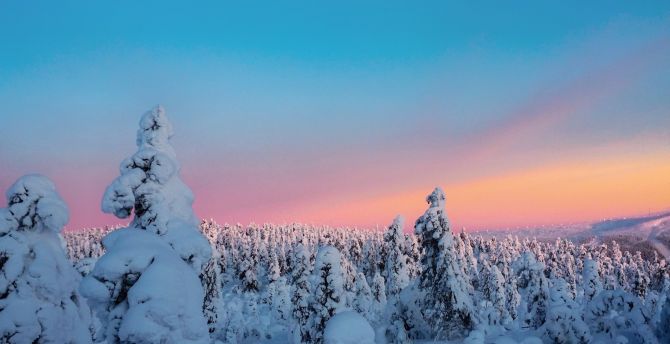 Winter, sunset, twilight, trees, nature wallpaper