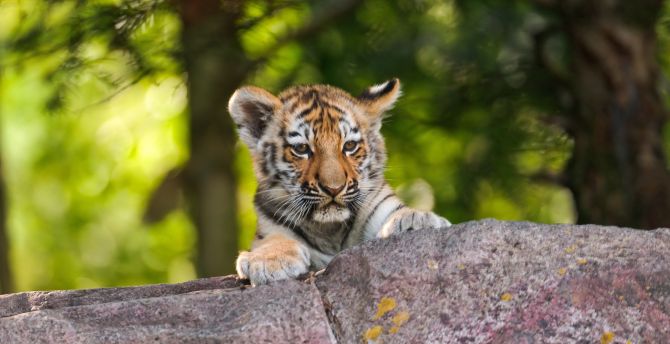Teen tiger, wild beast, animal wallpaper