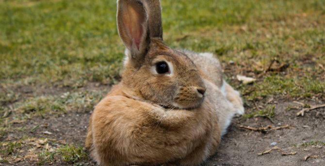 Hare, rabbit, animal, cute wallpaper