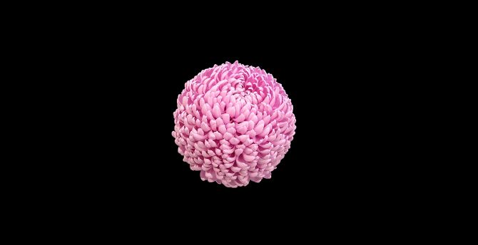 Pink flower ball, minimal wallpaper