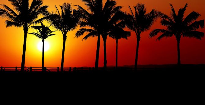 Sunset, palm tree, silhouette wallpaper