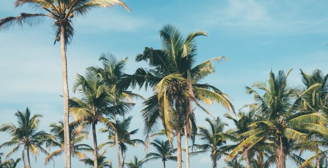 Palm trees, beach, sunny day wallpaper