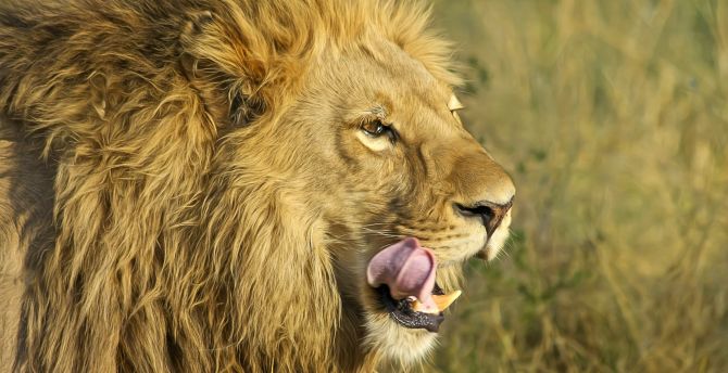 Muzzle, fur, predator, lion wallpaper