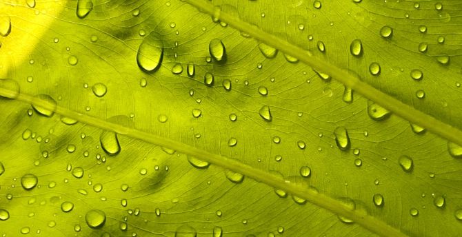Leaf, drops, surface, veins, close up wallpaper