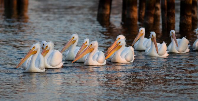 Pelicans, birds, swim wallpaper