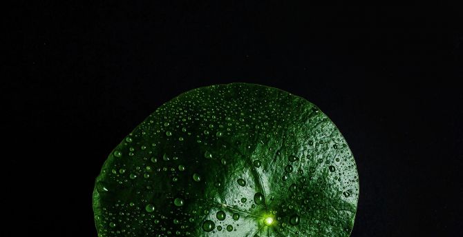 Green leaf, drops on surface, close up wallpaper