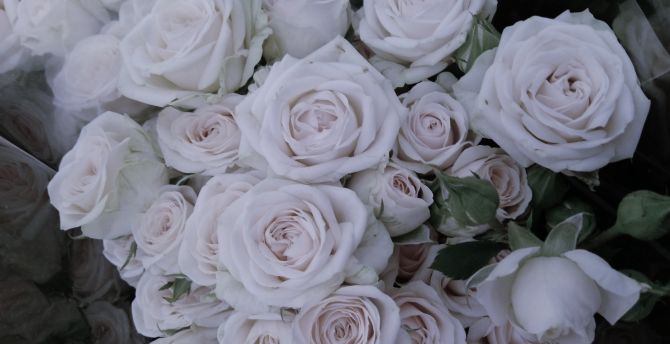 Wallpaper roses, white flowers, bouquet desktop wallpaper, hd image,  picture, background, 3716d4 | wallpapersmug