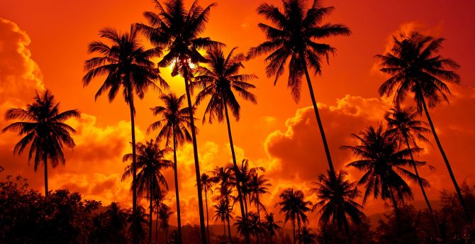 Orange sunset, palms, clouds, silhouette wallpaper