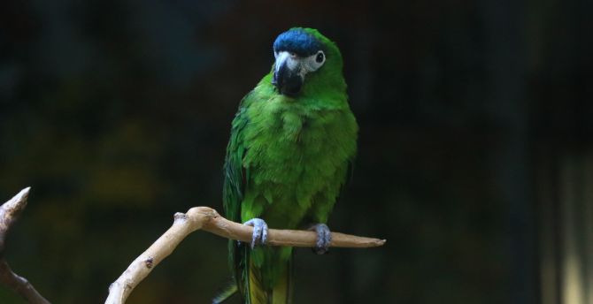 Wallpaper green parrot, birds, blur desktop wallpaper, hd image, picture,  background, 37e91d | wallpapersmug