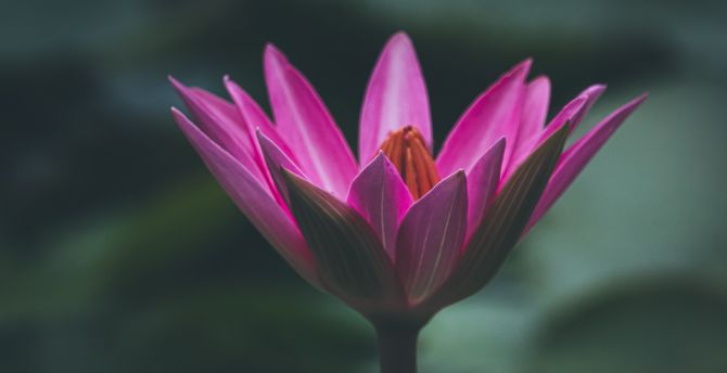 Bloom, pink lotus, close up wallpaper