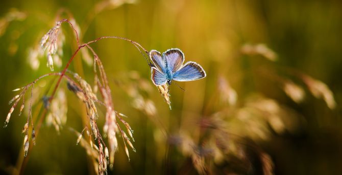 Blue, butterfly, blur, grass threads wallpaper