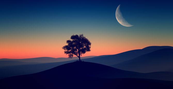 Tree, dark evening, silhouette wallpaper