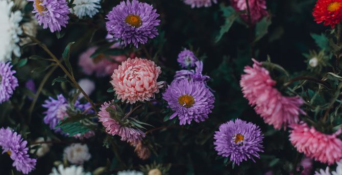 Colorful, Chrysanthemum, flowers, plants, flora wallpaper