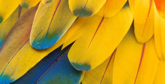 Macaw's feathers, yellow-blue, close up wallpaper