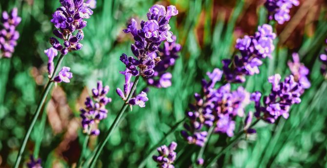 Purple flowers, meadow, plants wallpaper