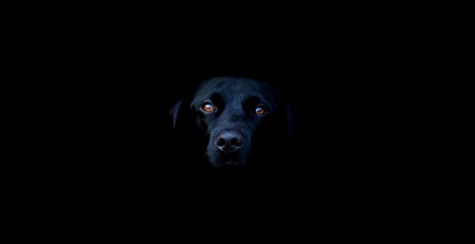 Black dog, muzzle, dark wallpaper