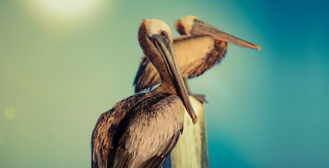 Pelican, water bird, wild wallpaper