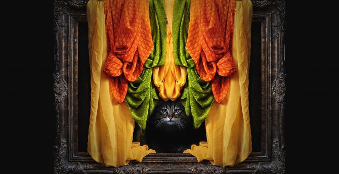 Kitten, curtains, photo frame wallpaper