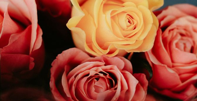 Beautiful roses, flowers, fresh wallpaper