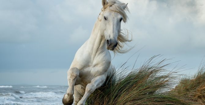 Wallpaper white horse, run, animal desktop wallpaper, hd image, picture,  background, 3b2eac | wallpapersmug