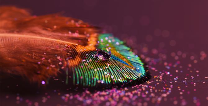 Peacock feather, close up wallpaper