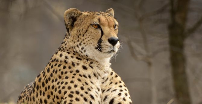 Confident, animal, cheetah, predator wallpaper