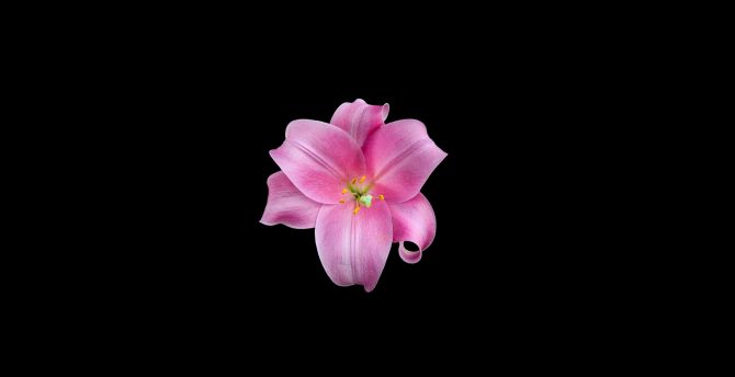Beautiful, amoled pink flower, minimal wallpaper