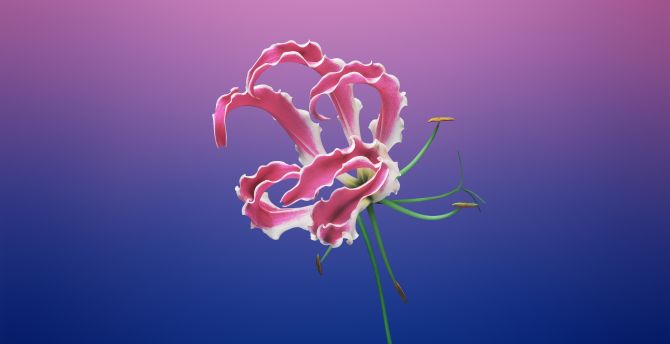 Floral, minimal, stock apple, digital art wallpaper