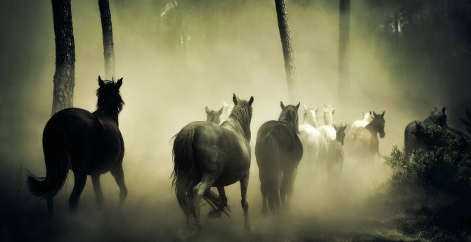 Horses, herd, run, forest wallpaper