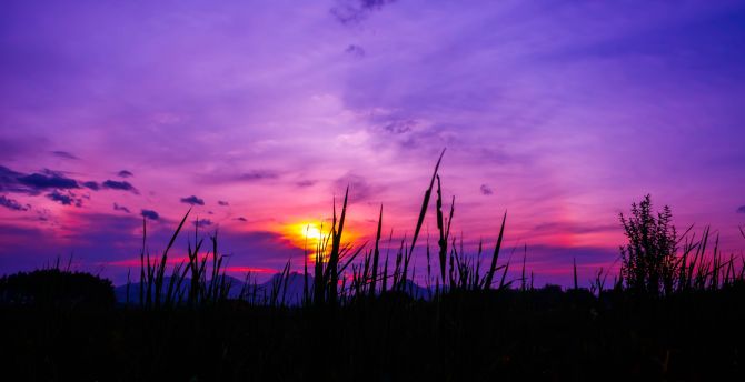 Twilight, sunset, purple sky, grass wallpaper