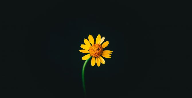 Yellow flower, portrait, dark wallpaper