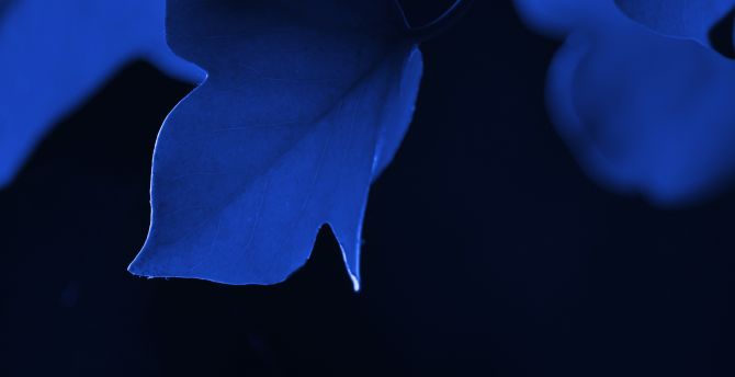 Blue leaf, macro, close up wallpaper