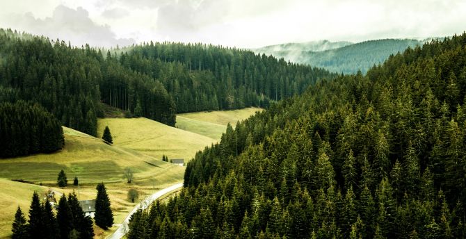 Black forest, green, trees, nature wallpaper