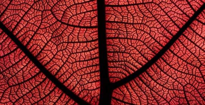 Red leaf, veins, close up wallpaper