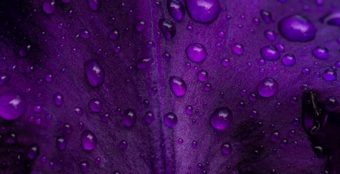 Violet Petal, macro, drops wallpaper