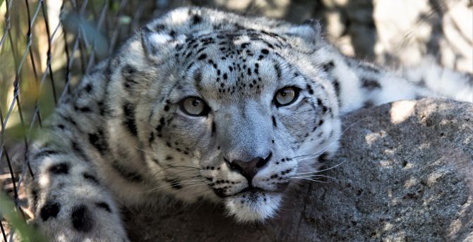 Wallpaper snow leopard, muzzle, curious, wildlife desktop wallpaper, hd  image, picture, background, 3d21be | wallpapersmug