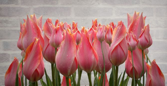 Tulip, fresh, drops, plants wallpaper