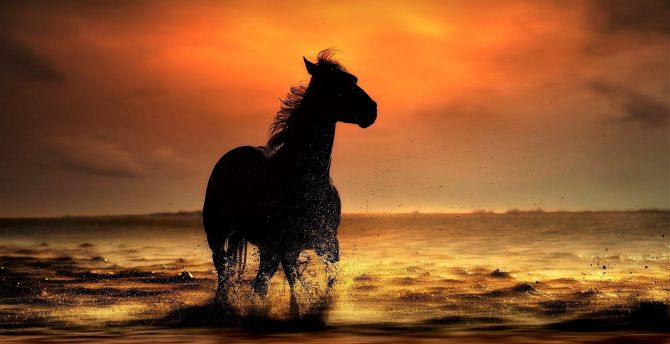 Wallpaper sunset, coast, sea waves, horse, run desktop wallpaper, hd image,  picture, background, 3d4c81 | wallpapersmug