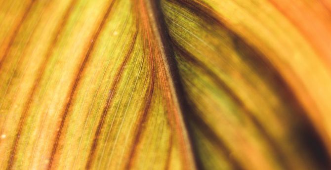 Yellow-green leaf, veins, close up wallpaper