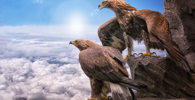 Golden Eagles, birds, clouds wallpaper