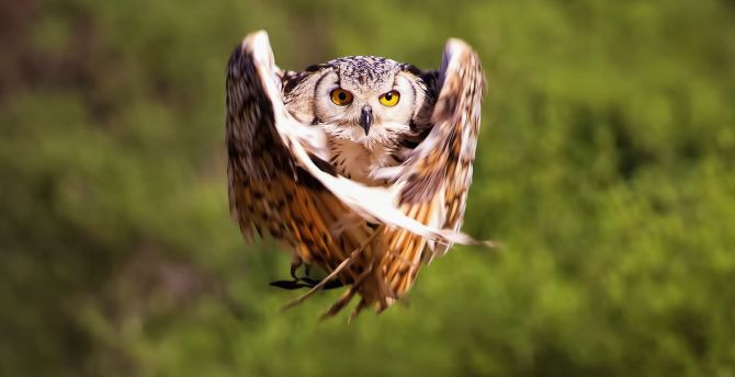 Owl, flight, bird wallpaper