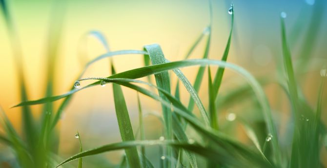 Drops, grass, nature, blur wallpaper