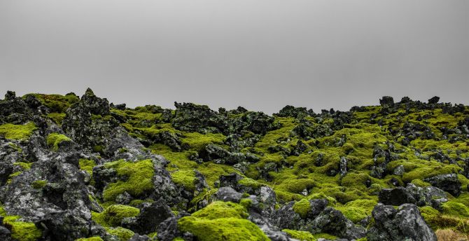 Green moss, landscape, Iceland, nature wallpaper