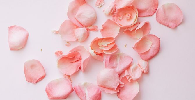 Rose petals, flower wallpaper