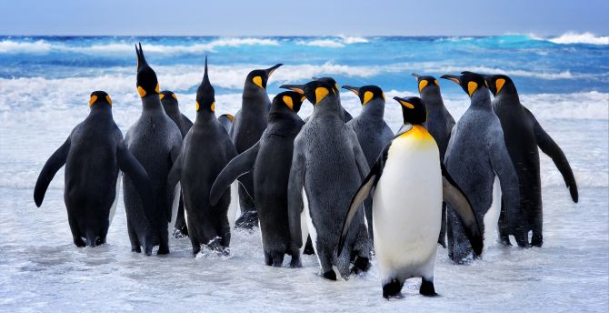 King penguin at beach, animals wallpaper